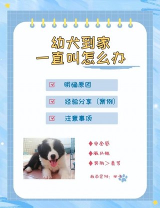 刚到家的狗狗一直叫怎么办，（宠物狗刚到家一直叫）