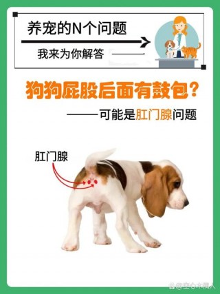 狗狗会得痔疮吗？狗狗会得痔疮吗图片（最新）