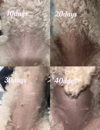 狗狗怀孕的症状，怀孕能不能养狗？