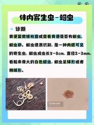 狗狗拉出来的虫子怎么处理，（狗狗拉出了虫子怎么办）