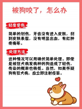 狗狗流血怎么止血，狗流血止不住怎么办？