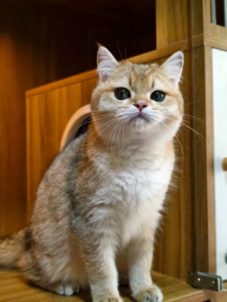 四个月的猫咪有多大，四个月的猫咪有多大图片？