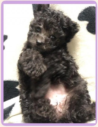 狗狗拉肚子可以喝酸奶吗？狗狗拉稀可以喝酸奶吗?（最新）