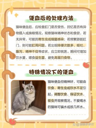 猫咪大便有血怎么回事，猫咪大便带血但精神很好？