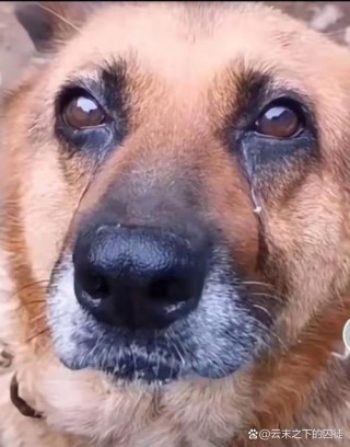 狗狗的30种情绪表达，狗狗的三十种情绪表达？