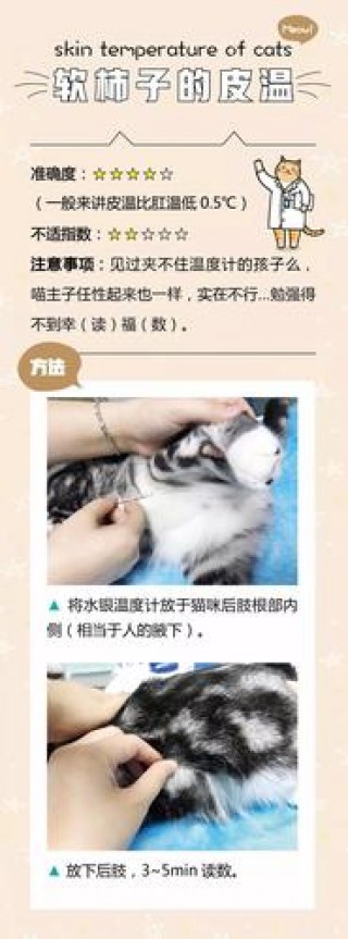 怎样给猫咪测体温？咋给猫测体温（最新）