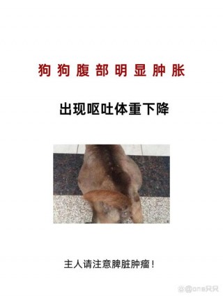 狗狗腹胀状有哪些症状，狗狗腹胀的表现？