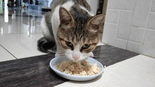 一个月的猫咪可以吃猫粮吗，小猫一个月可以领养吗？