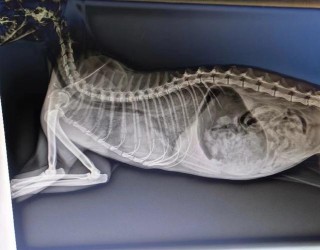 猫咪肺水肿早期症状？猫咪肺水肿早期症状表现（最新）