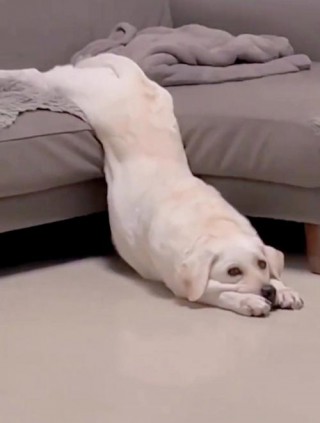 狗狗独自在家会感到孤独吗，（狗独自在家会抑郁吗）