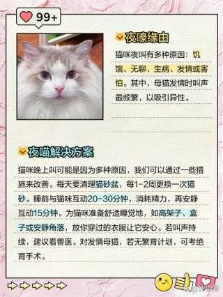 猫咪晚上叫怎么办，猫咪晚上叫唤怎么回事？