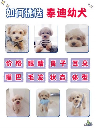 狗狗能吃黑芝麻糊吗，（狗狗能吃黑芝麻糊吗）