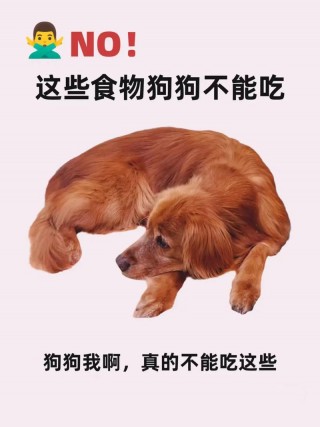 狗狗吃什么长得快，狗狗吃什么长得快?？