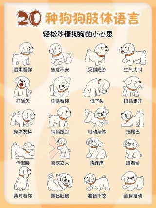 比熊狗狗训练法，（比熊狗狗训练法图解）