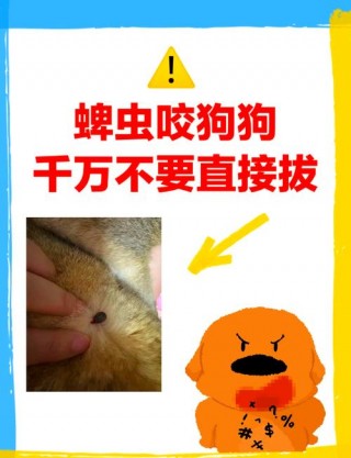狗狗被蜱虫咬了怎么办？狗狗被蜱虫咬了怎么办?（最新）