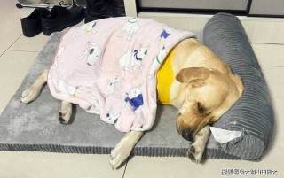 狗狗老爱睡觉怎么回事，（狗狗老是喜欢睡觉是什么原因）