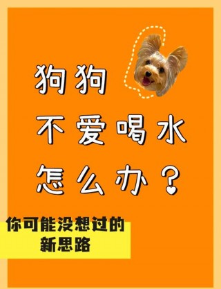 狗狗不爱喝水妙招？狗狗不喝水有什么办法（最新）