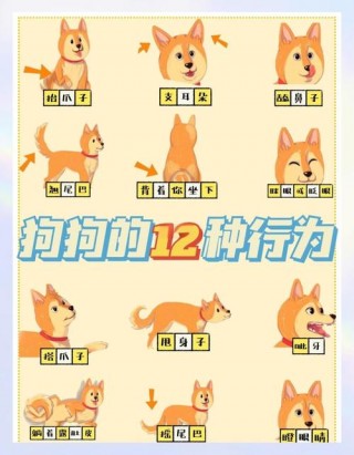 怎么与狗狗建立信任？如何与狗建立信任（最新）