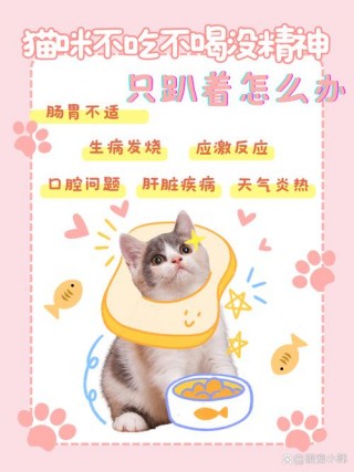 猫咪不吃饭没精神，猫咪不吃饭没精神是怎么回事？