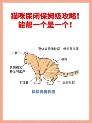 猫咪尿结石治疗费用？猫咪尿结石治疗费用多少钱（最新）