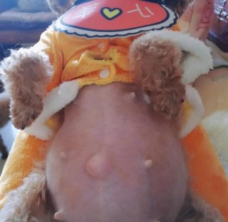 狗狗怀孕68天了还不生，（狗狗怀孕67天了还不生）