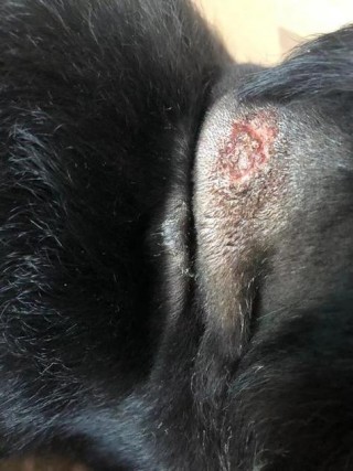 狗狗皮肤变黑是什么原因，狗狗皮肤变黑是什么原因导致的？