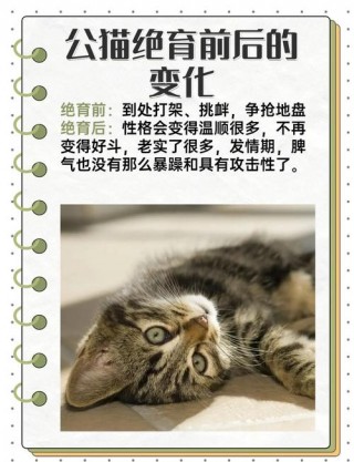 猫咪绝育后的变化？猫咪绝育后的变化有多大（最新）