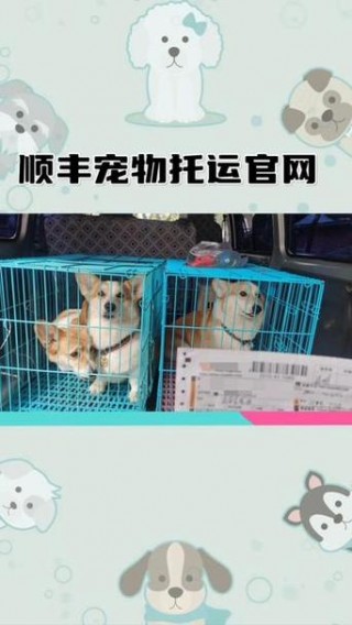 狗狗可以发快递吗，（狗狗能发快递吗）