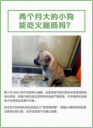 狗狗可以吃火腿吗？狗狗可以吃火腿吗?（最新）