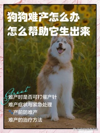 怎么帮助狗狗顺产，（如何让狗狗顺产更轻松）