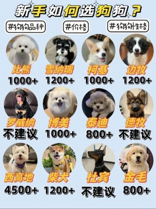 哪里的狗狗最便宜，哪里的狗狗卖的便宜？