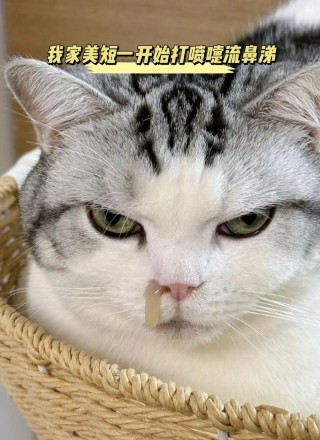 猫咪感冒会自己好吗，猫咪感冒会自己恢复吗?？