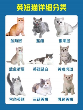 猫咪英文名字大全可爱，（猫咪英文名字可爱洋气）