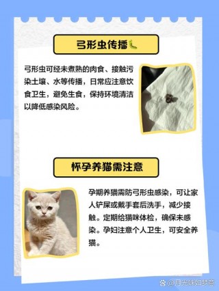猫咪弓形虫怎么传染给人，（猫咪弓形虫传染途径）