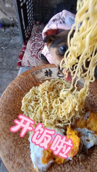 狗狗可以吃方便面吗，狗狗能吃方便面有害处？
