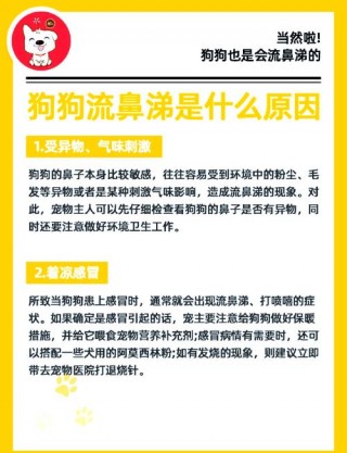 狗狗感冒不吃饭怎么办，狗狗感冒了不吃东西怎么办吃什么药？