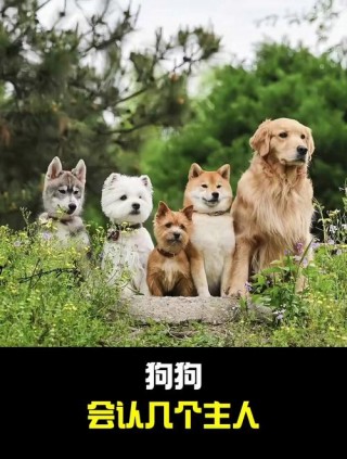 狗狗会认几个主人？狗狗会认两个主人吗（最新）