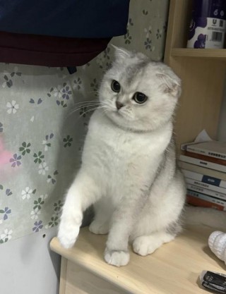 猫咪折耳是一种缺陷嘛，猫咪折耳是一种缺陷嘛？