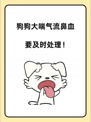 狗狗鼻子流血怎么办，（狗狗鼻子流血能自愈吗）