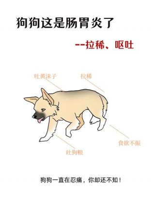 狗狗干呕拉稀怎么回事？狗狗呕吐拉干粑粑（最新）