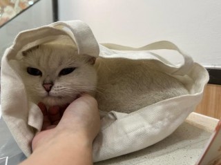 猫咪不舒服的睡姿，猫咪不舒服睡觉姿势？