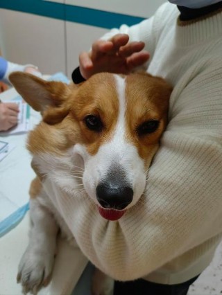 狗狗的正常温度是多少？狗的正常温度是几度（最新）