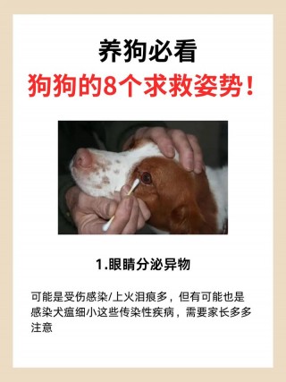 狗狗得了细小怎么自救，（狗狗得了细小怎么处理）