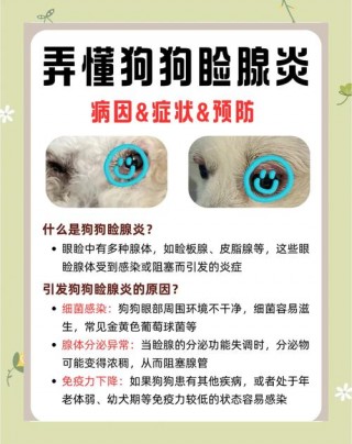 狗狗可以用红霉素软膏吗，（狗狗真菌感染用红霉素软膏管用吗）