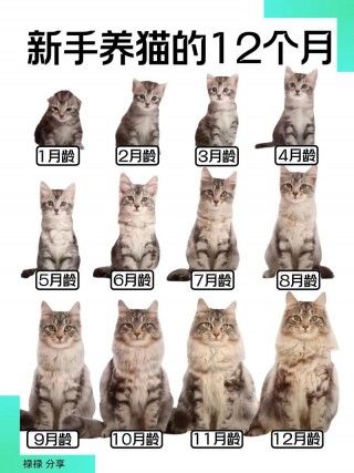 怎么判断猫咪几个月，如何判断猫几个月大？