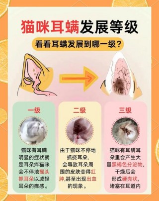 猫咪有耳螨怎么办，（猫咪有耳螨怎么办?）