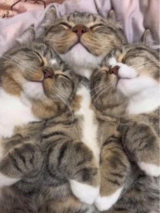 猫咪睡觉一直咕噜咕噜，（猫咪睡觉咕噜咕噜的）