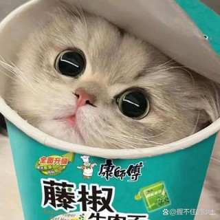 猫咪可以吃方便面吗，小猫咪能不能吃方便面？