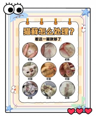 猫咪有猫藓怎么办？猫得了猫癣能自愈吗（最新）
