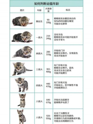 猫猫多大成年，（猫多大就成年）